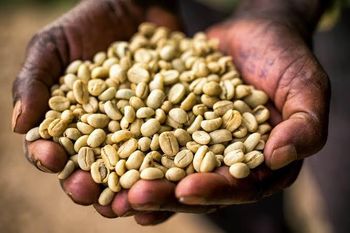 Ethiopian arabica green coffee beans from Frazer Kassaye Ethiopian arabica green coffee beans - Frazer Kassaye - Ethiopia