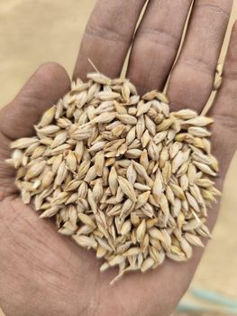 Animal feed barley Feed Animal Meal - AQ AGRI FARM - Saudi Arabia