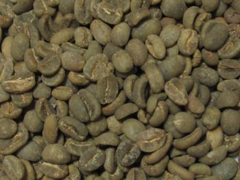 Kopi Luwak Coffee - Green Bean - PT FandB Tech Indonesia - Indonesia