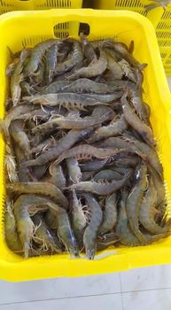 Vannamei Shrimp Grade A Variety Vannamei Type Vannamei Shrimp (white) Origin Aquaculture – Indonesia Moisture Content Low Glazing (adjusted To Market Demand) - PT. CITRA TAMA JAYA INDO - Indonesia