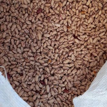 Natural Farm Grown Dried Pulses Presenting Sugar Beans Packed For Global Food Importers With Pure Supply - malter group - Tanzania