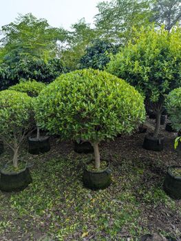 Semi ficus football shaped available for export big stock available like ficus nitida and panda ficus - Green land nursery farm and landscape company - Pakistan