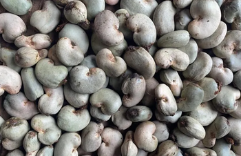 RAW CASHEW NUTS – product photo, Raw Almond Nuts products found from trusted suppliers, wholesalers, manufacturers & exporters Listing