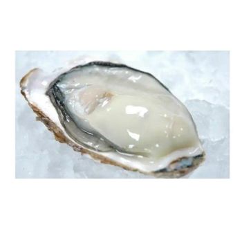 Other Shellfish Mini Meat Japanese Good Cooking Wholesale Seafood Buy Best Frozen Oysters - Yamanaka. Inc - Japan