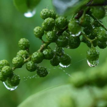 Natural Sichuan Pepper Wholesale 1Y MOQ100 - Jiangsu e.Funs Import & Export Co., Ltd. - China