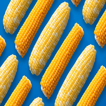 Organic Natural White Corn Clean Whole Corn Bulk Quality Wholesale Pricing from A.C.P. AGRICULTURE COMPANY LIMITED Organic Natural White Corn Clean Whole Corn Bulk Quality Wholesale Pricing - A.C.P. AGRICULTURE COMPANY LIMITED - Thailand