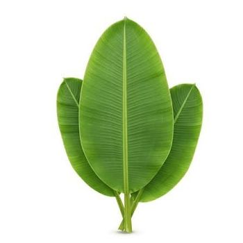 BANANA LEAF from TRISHA AGRO BANANA LEAF - TRISHA AGRO - India