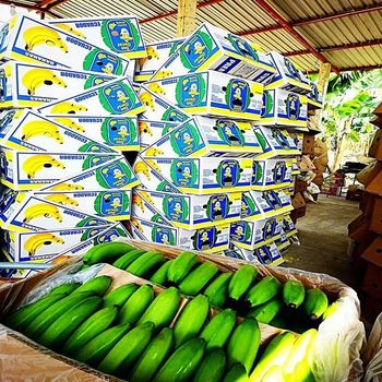 Farm Fresh Green Cavendish Banana High Quality Raw Bananas for Food Processing and Daily Consumption - EAST LAND PROPERTIES - Tanzania