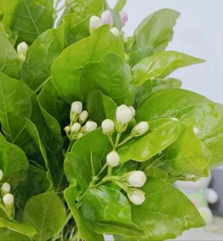 White Jasmine Flower for Aromatherapy and Relaxation Usage Decor Color White HS Code 06031900 Properties Nature Trademark - Kunming Gold Petal Co., Ltd. - China