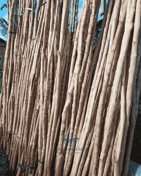 wood coffee, coffee wood Certification by - Pt Archipelago Prime Export - Indonesia