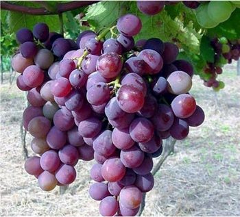 GRAPES - ART LOG MAROC - France