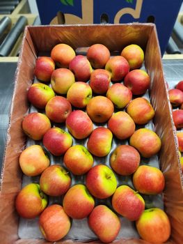 Premium Fresh Cripps Red Apples For Sale - NINE FRUITS EXPORTS (PTY) LTD - South Africa