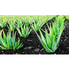 Product – product photo, Fresh Aloe Vera Leaves products found from trusted suppliers, wholesalers, manufacturers & exporters Listing