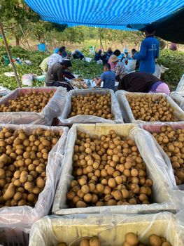 longan - Gold Northern Fruit 88 Co., Ltd. - Thailand