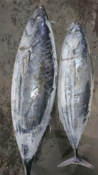 SKIPJACK - PT. Sadaya Indo Marine - Indonesia