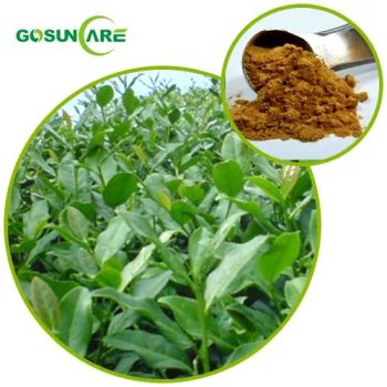 Natural Food Grade Tea Polyphenols UV EGCG Green Tea Extract Herbal Plant - HANGZHOU GOSUN BIOTECH CO., LTD. - China