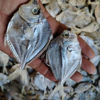 driedfish (dilis and lopoy) – product photo, Dried Seasoned Fish products found from trusted suppliers, wholesalers, manufacturers & exporters Listing