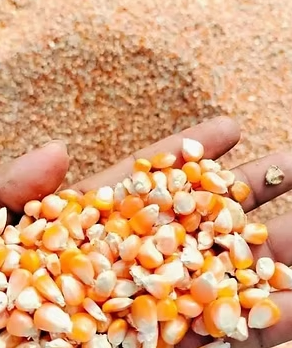 Maize - Biblia Business Solutions Pvt Ltd - India
