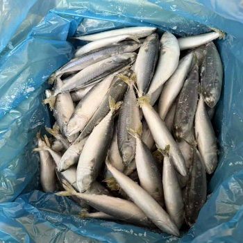 Fresh Frozen Pacific Mackerel Fish Selection With Healthy Omega Rich Content Perfect For Cooking Grilling