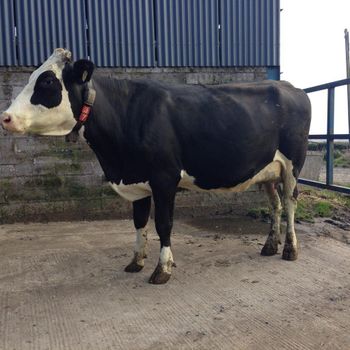Export Quality Live Holstein Cows Healthy Purebred Dairy Cattle High Milk Yield Suitable for Farms and Agriculture - agroturaspzoo - Poland
