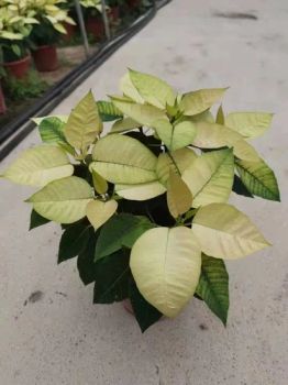 Live Plants Poinsettia Indoor Plants Wholesale Size Other Type Other Scent Other Origin China Trademark FSB Application Indoor - Xiamen Friendship Bridge Co., Ltd. - China