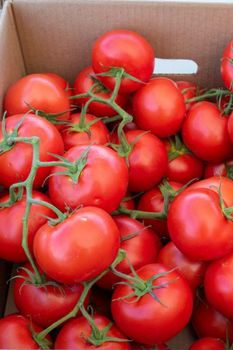 Highly Perfect Fresh Cherry Tomatoes Whole Vegetables for Agriculture Use - BF GLOBAL TRADING (PTY) LTD - South Africa