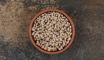 Cowpeas – product photo, Green Pea Seeds products found from trusted suppliers, wholesalers, manufacturers & exporters Listing