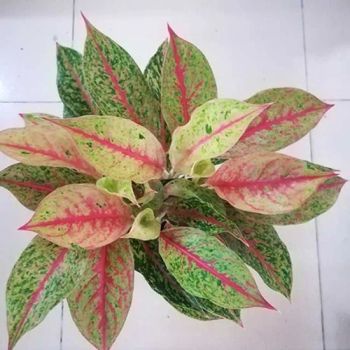 Ornamental Plant Bonsai of Aglaonema Yanhua Spp Live Plants - Xiamen Friendship Bridge Co., Ltd. - China