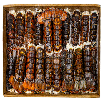 Frozen Lobster Tail Portions Prepared For Gourmet Dining Menus Featuring Tender Meat And Reliable Quality Supply from TOSOH INTERNATIONAL Frozen Lobster Tail Portions Prepared For Gourmet Dining Menus Featuring Tender Meat And Reliable Quality Supply - TOSOH INTERNATIONAL - South Africa
