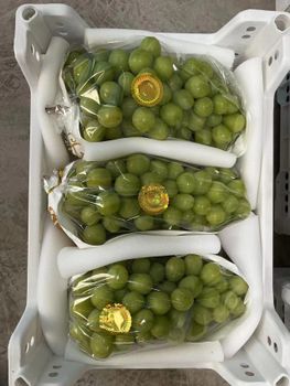 Premium Sunshine Muscat Grapes with Export Quality Supply Grade A/AB Taste Sweet Shape Round Brand Name No Size 800-1200g - Super vegetables and fruits CO - China