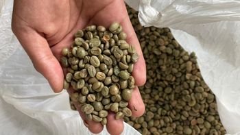 Arabica / Robusta Green Coffee Beans - Full Washed Process