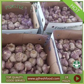 Pure White Garlic 4.5-6.5cm Packed in Cartons or Mesh Bags Style Whole MOQ 1X40'fcl Origin China HS Code 070320 Feature - Jining New SILK ROAD Food Co., Ltd. - China
