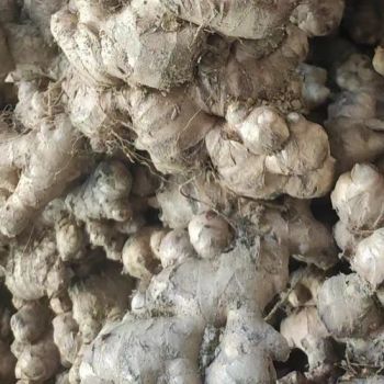 Ginger Probiotic Kombucha Culture Ginger 200-250g Whole Yellow 15D Carton eFuns - Jiangsu E. Funs Import & Export Co., Ltd. - China