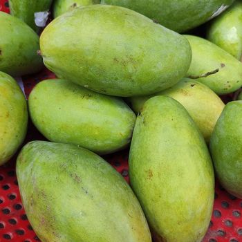 Fresh Mangoes - SOURCE GLOBAL TRADING GROUP - South Africa