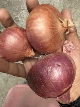 Onion – product photo, Fresh Sweet Onion products found from trusted suppliers, wholesalers, manufacturers & exporters Listing