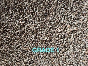 Robusta Coffee Green Bean - PT Belajar Export Potensi Hutan Indonesia - Indonesia