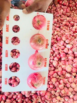 Red fresh Onion - Rudra Corporation - India