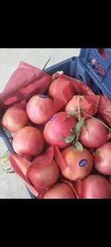 pomegranate - alm group - Egypt