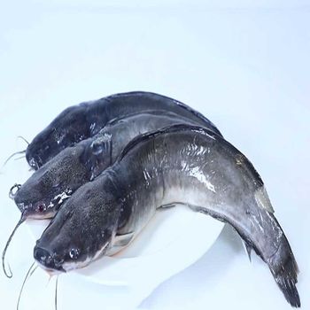 Pangasius Frozen Pangasius Fillet Steak from Vietnam wholesale/Frozen Swai Fish best price - TANIS IMPORT & EXPORT COMPANY LIMITED - Vietnam