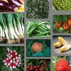 Product from ETS PARÉE Product – product photo, Arisaema Flower Bulbs products found from trusted suppliers, wholesalers, manufacturers & exporters Listing