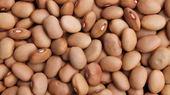 brown bean from selam export import brown bean - selam export import - Ethiopia