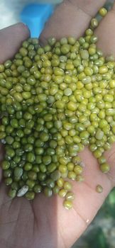 Green mung bean Ethiopian origin showarobit type new crop - YM TRADING PLC - Ethiopia