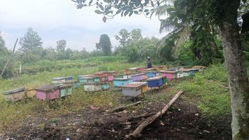 Acacia Honey Pasteurization No Honey Type Acacia Honey Floral Source 100% Acacia Mangium Nectar Filtration Method Fine-mesh Cotton - Rifan - Indonesia