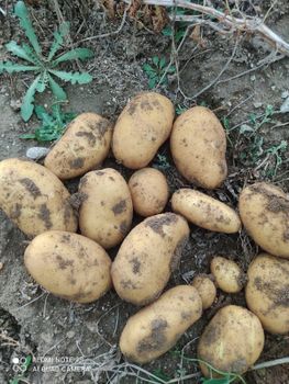 Agriculture, Food & Vegetables - Marmoboss - Turkey