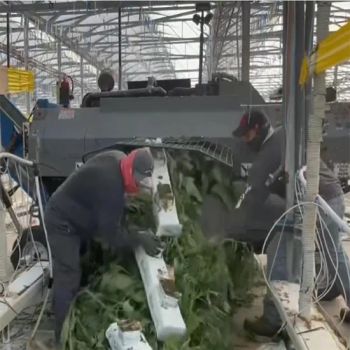Hsd Agricultural Polypropylene PP Woven Collection Tarp Roll for Greenhouse Vegetable Waste Handling and Crop Debris Transport Width 46'' Length 100m 135m Tarp - Jiaxing Hongshida Technology Co., Ltd. - China