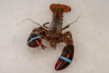 Fresh Live Canadian Lobster Restaurant Grade Seafood Cheap Price Strong Healthy Stock Ready For Fast Delivery - CPW TRADE LTD - United Kingdom