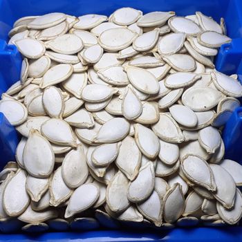 Pumpkin Seed Grade A Style Dried Size 8cm-11cm Model Number 09 Certification SGS Brand Name aztplc Color Light White Type Pumpkin - A.Z TRADING P.L.C - Ethiopia