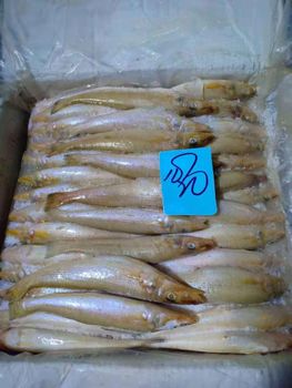 FROZEN SEAFOOD ALL PRODUCTS from MARITIME seafood FROZEN SEAFOOD ALL PRODUCTS - MARITIME seafood - Pakistan
