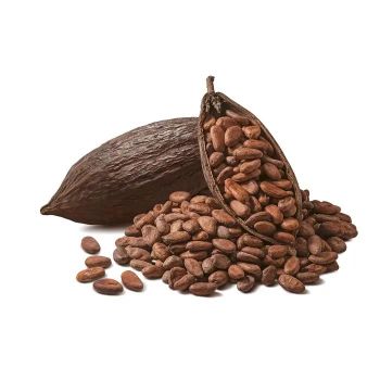 Wholesale Supplier Of Bulk Fresh Stock of Raw Dried Cocoa Beans - SuMa Wasserbetten GmbH - Germany