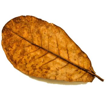 Premium Catappa Leaves (Terminalia catappa) For Water Quality Improvement - Natural Aquarium Grade From Fresh Nature Indonesia, Natural Catappa Leaves for Better Aquarium Water Quality, Premium Catappa Leaves from Indonesia for Natural Aquarium Water Treatment and Fish Care - Degaleri - Indonesia